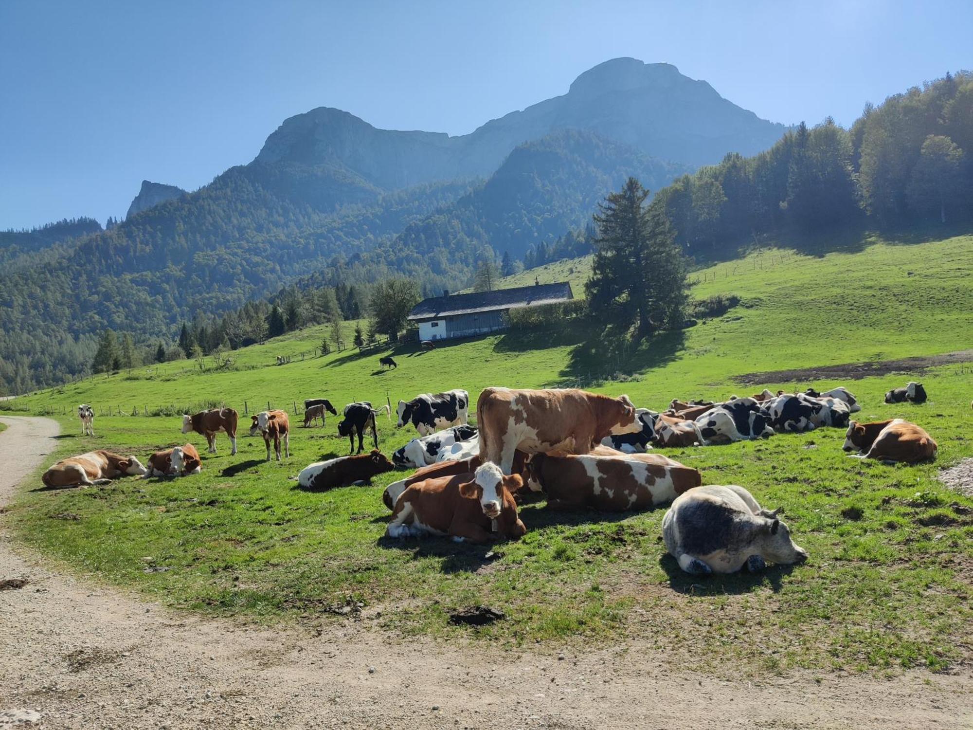 Pension Holzapfel Sankt Georgen im Attergau Exterior photo